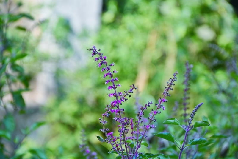 Basil plant