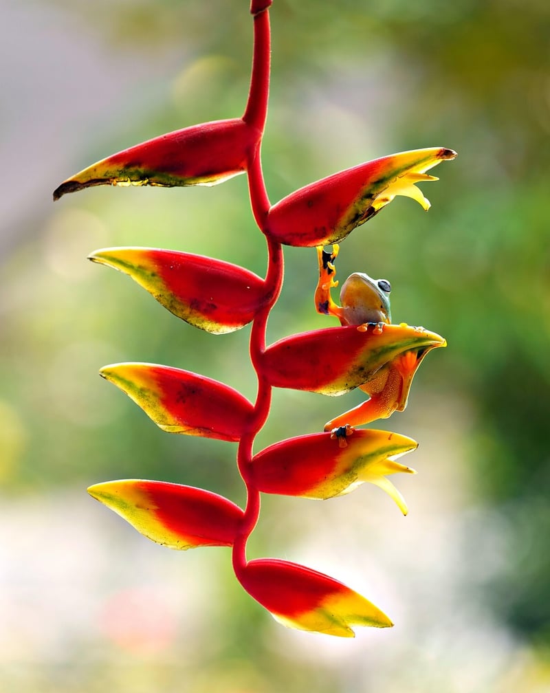 Hanging Garden