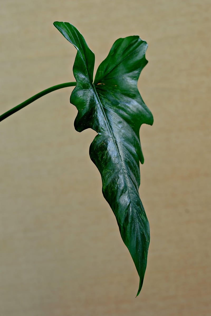 Indoor Plants