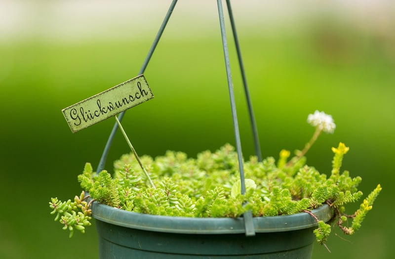 Hanging Planter