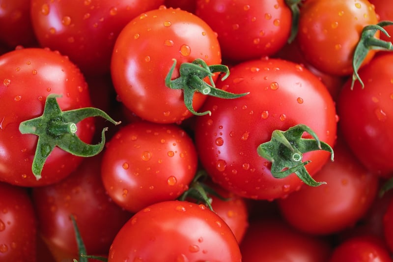Tomato plants